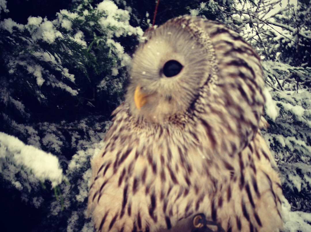 Fens Falconry景点图片