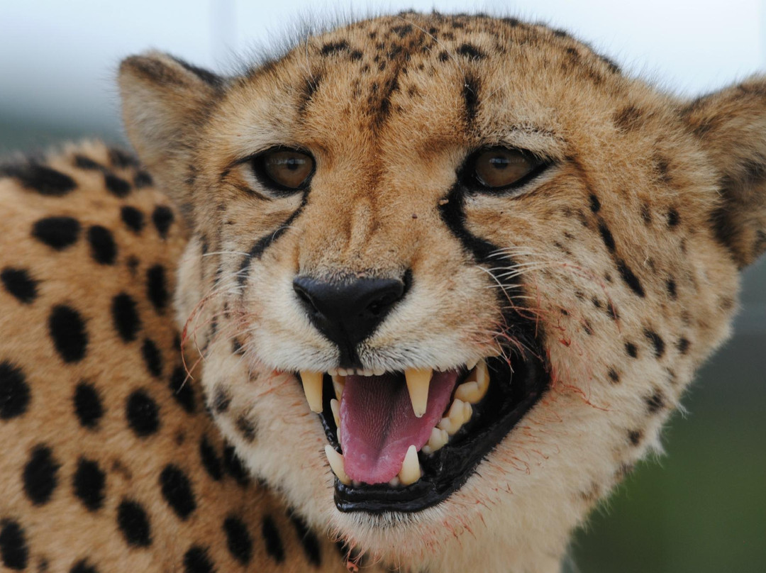 Umkhondo Big Five-阿尔贝蒂娜必去景点