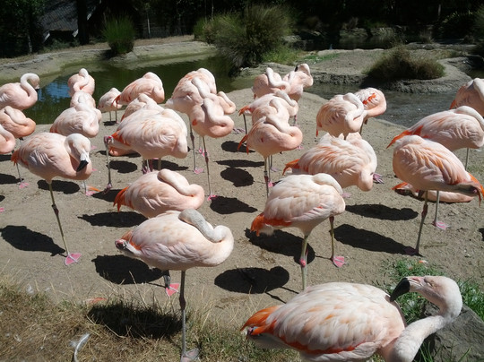 旧金山动物园-旧金山必去景点