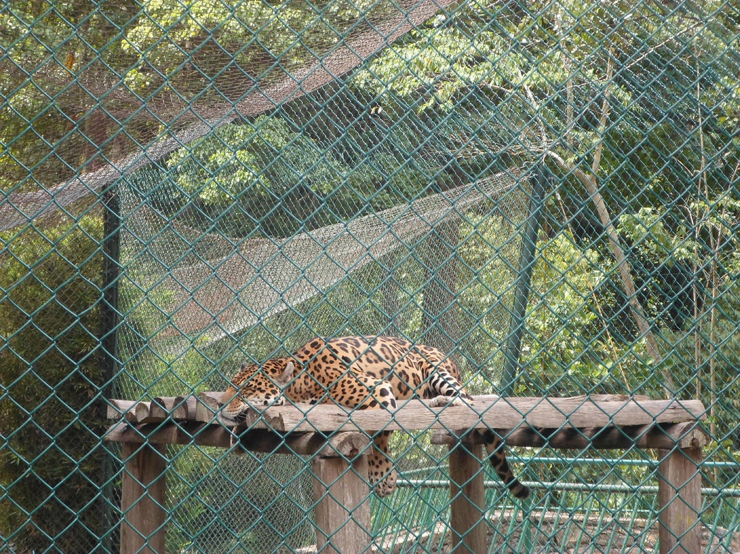 Parque Zoológico Caricuao景点图片