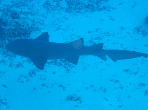 Plongee Grand Cozumel Diving-考祖梅必去景点