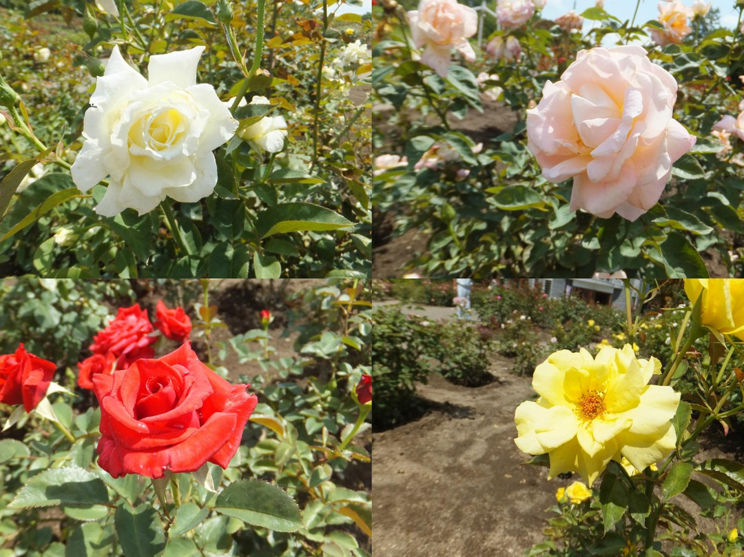 Rose Garden Chippbetsu-秩父别町必去景点