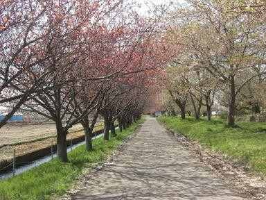 Kajikawa Chisui Memorial Park-新发田市必去景点