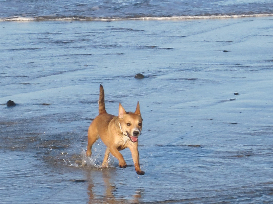 Del Mar Dog Beach-德尔马必去景点