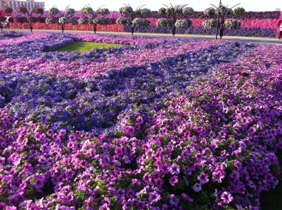 奇迹花园-迪拜必去景点