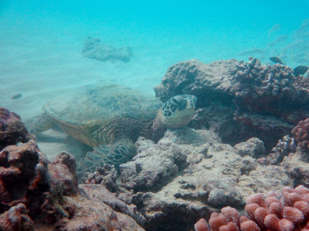 Living Ocean Tours-火奴鲁鲁必去景点
