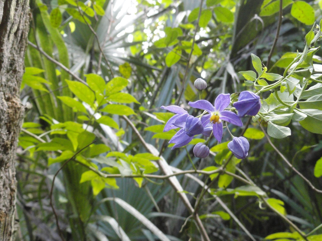 Paleo Hammock Preserve-圣露西港必去景点