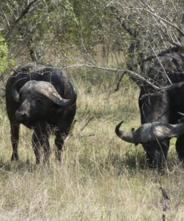 Rietvlei Nature Reserve景点门票图片