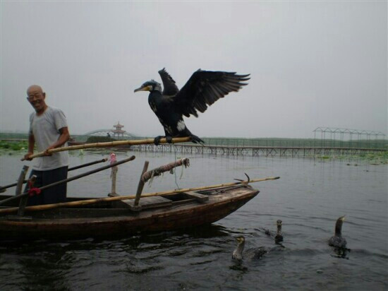 白洋淀休闲岛-安新县必去景点