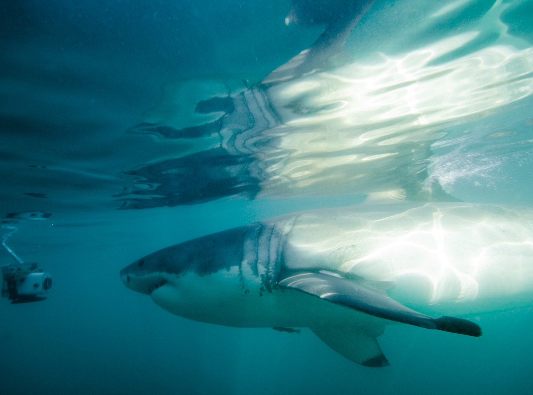 White Shark Projects-干斯拜必去景点