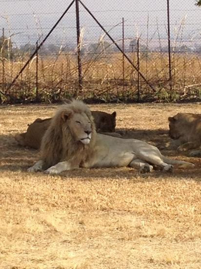 Felleng旅游服务-约翰内斯堡必去景点