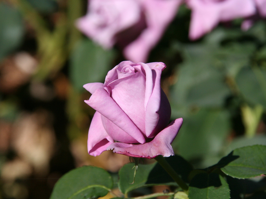 Colac Botanic Gardens-科拉克必去景点