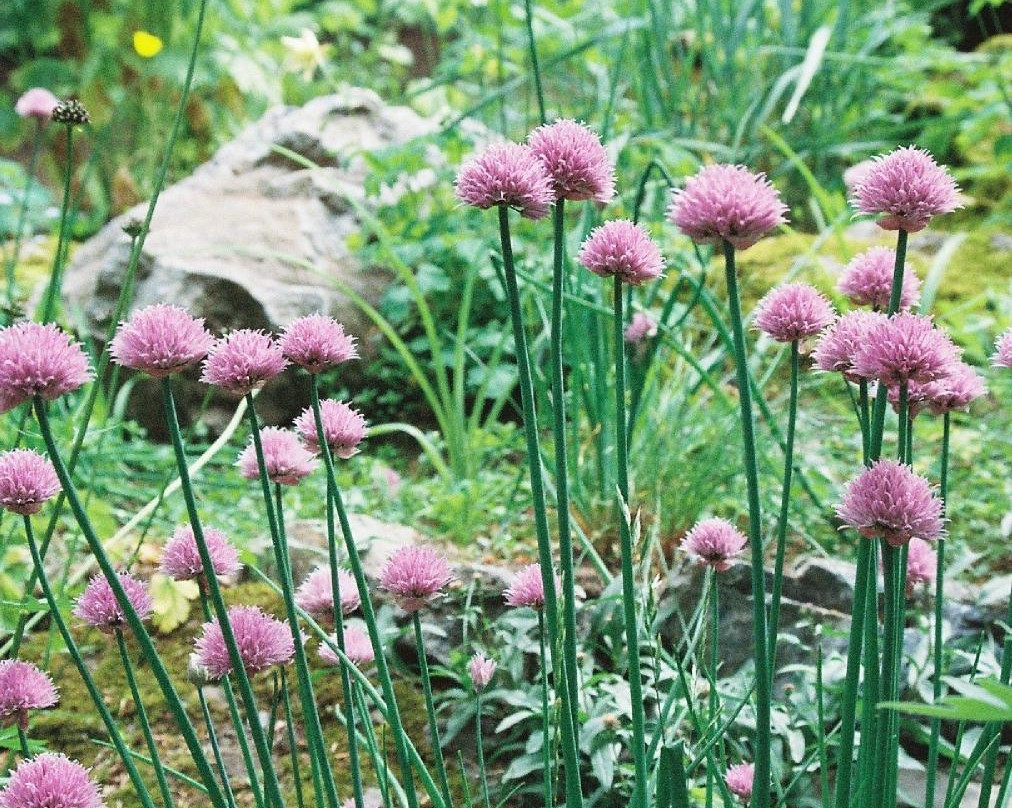 Cascade Gardens-班夫必去景点