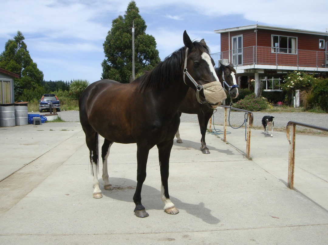 Kowhai Residential School of Riding Ltd景点图片