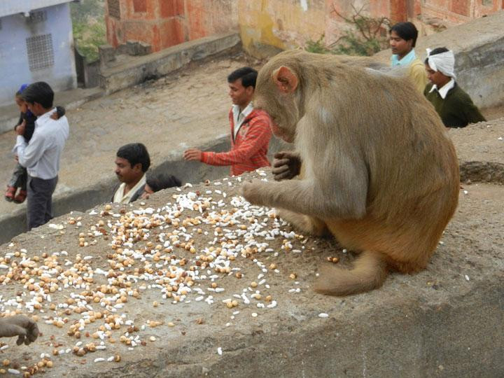 Monkey Temple-斋蒲尔必去景点