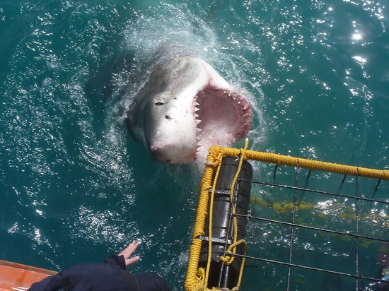 White Shark Projects-干斯拜必去景点