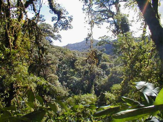 Monteverde Cloud Forest Biological Reserve景点图片