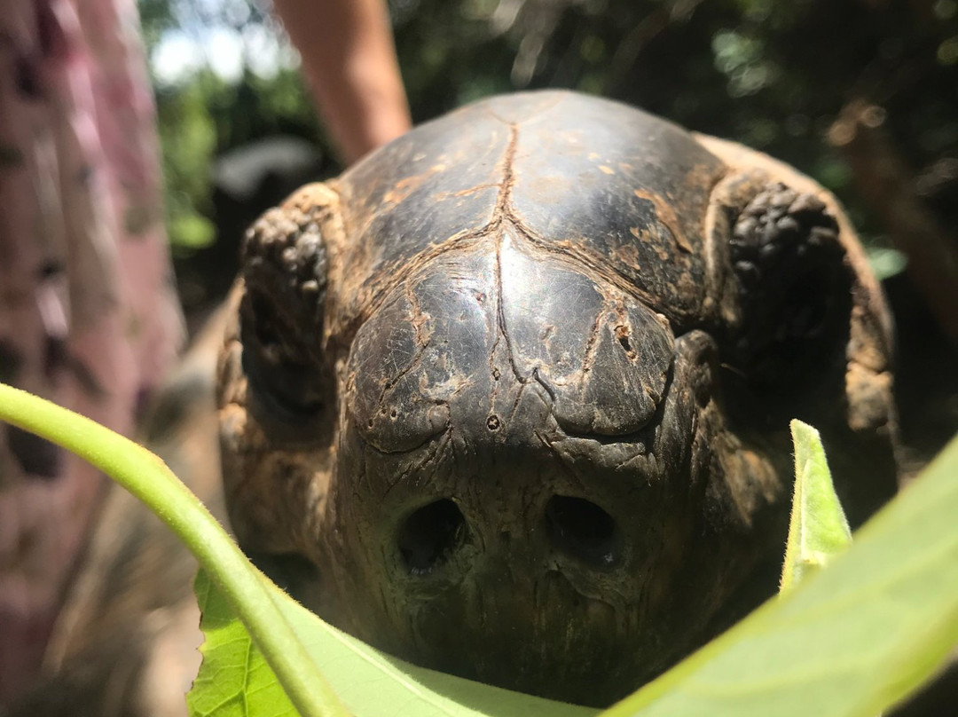 Ibra Taxi Driver Zanzibar-帕杰必去景点
