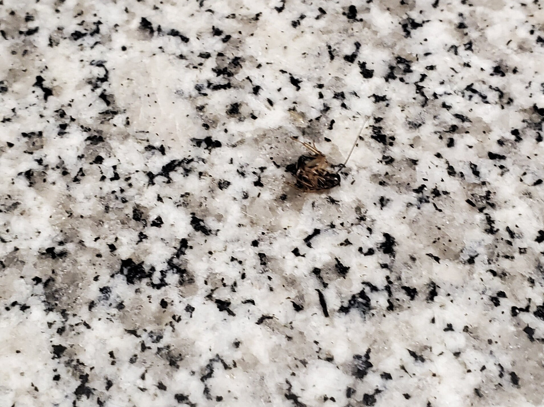 阿卡迪亚快捷假日&套房酒店主图