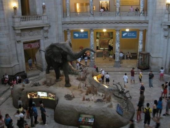 史密森尼国家自然历史博物馆-华盛顿特区必去景点