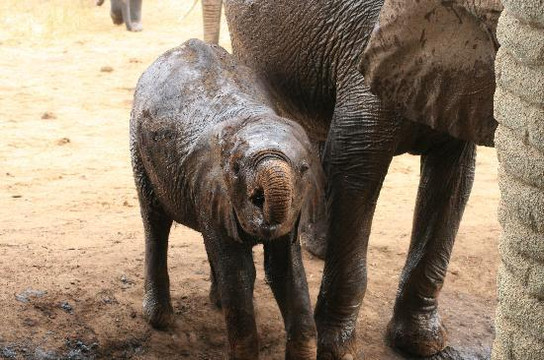 Glorious Safaris-蒙巴萨必去景点