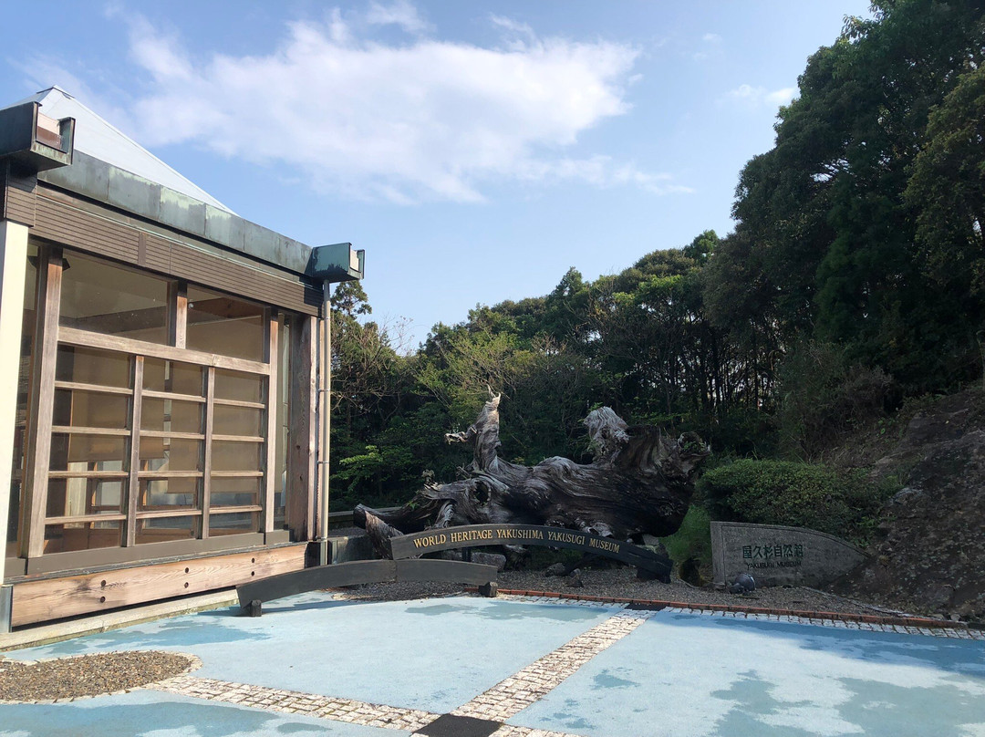 Yakusugi Museum景点图片