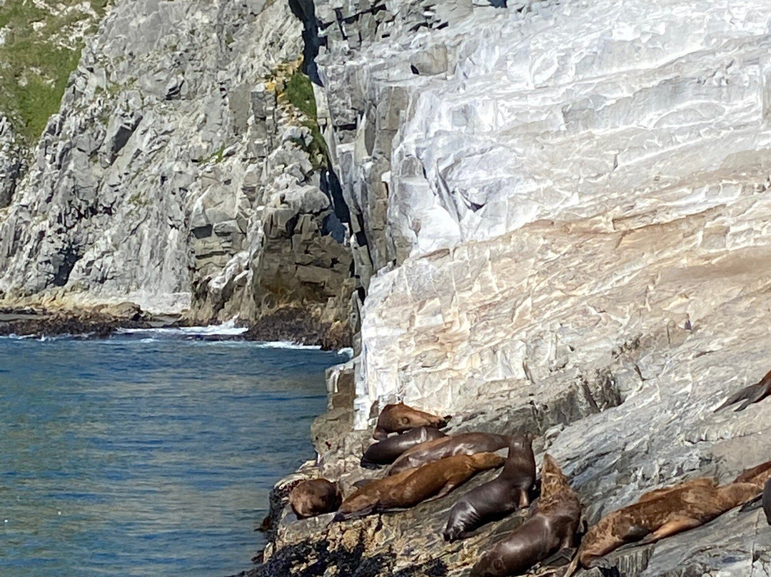 Sea Lion Colony-堪察加彼得巴甫洛夫斯克必去景点