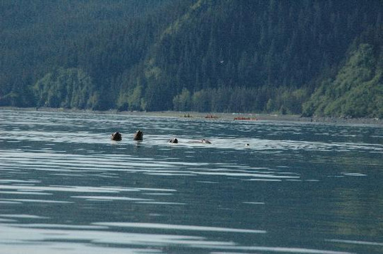 Sunny Cove Sea Kayaking-苏厄德必去景点