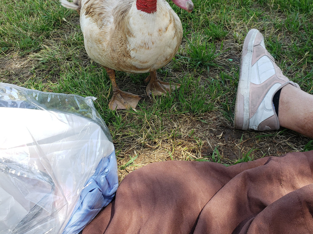 Prado Regional Park-奇诺必去景点