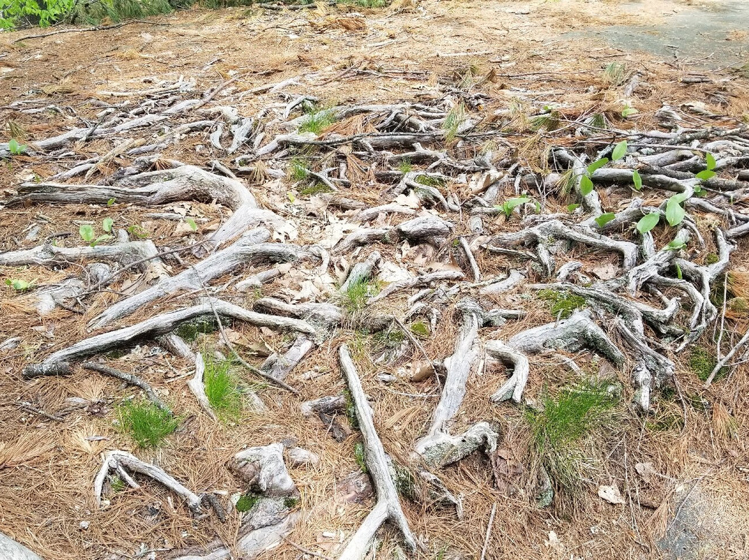 Redemption Rock-Princeton必去景点