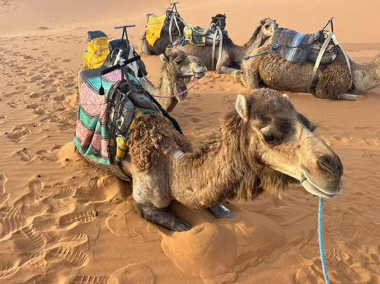 CHTOUKI LUXURY TRAVEL - Morocco-马拉喀什必去景点