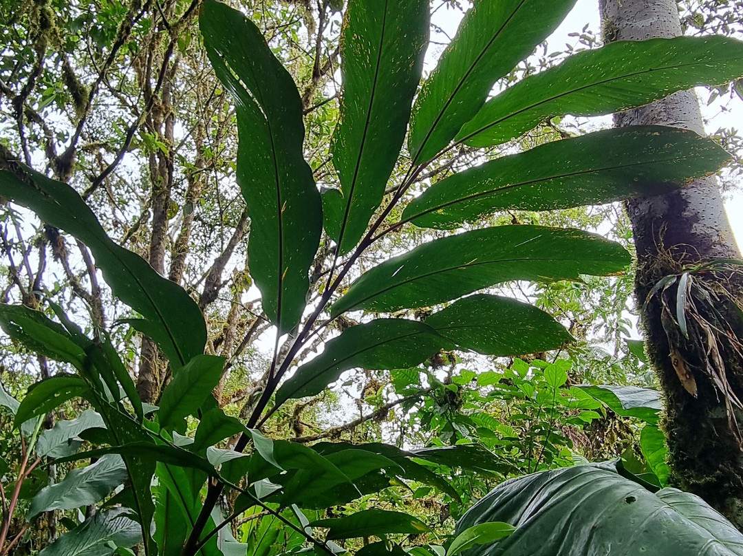 Finca Palmonte景点图片