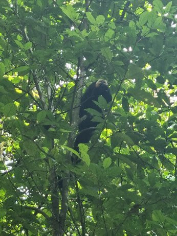 La Montagne des Singes-Kourou必去景点