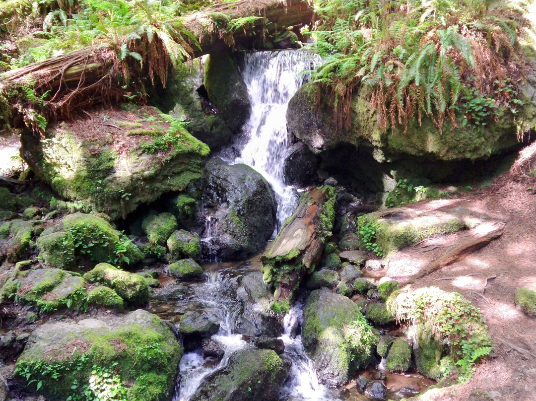 Trillium Falls Hike景点图片