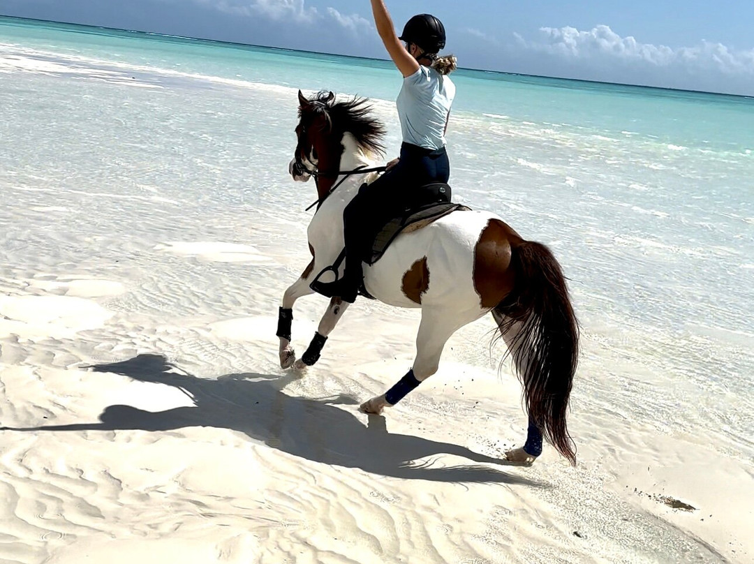 Zanzibar Horse Club景点图片