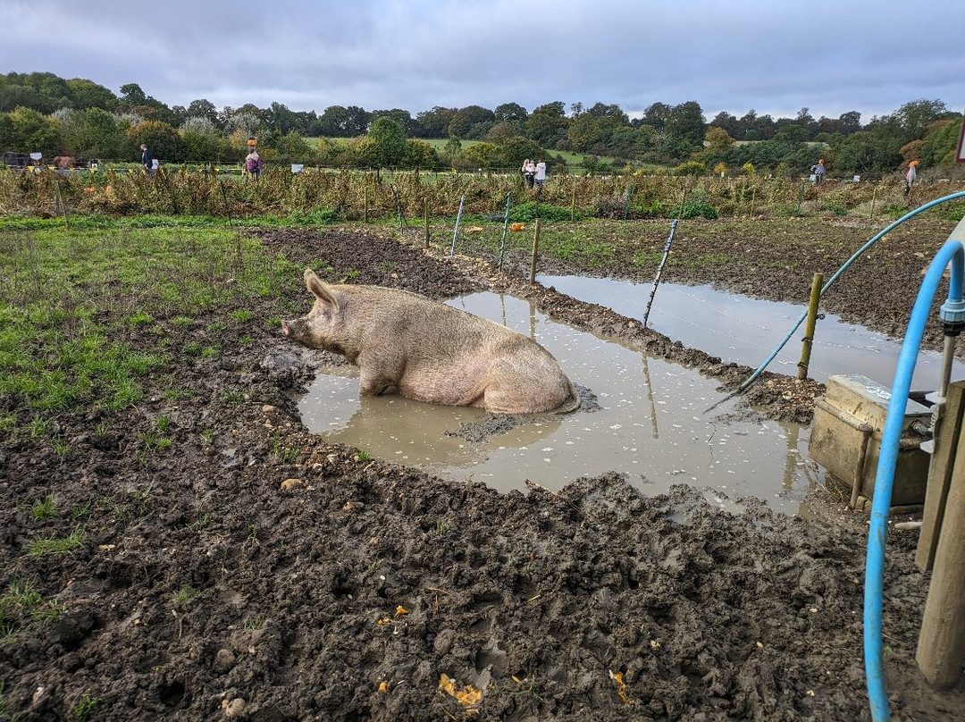 Church Farm Ardeley景点图片