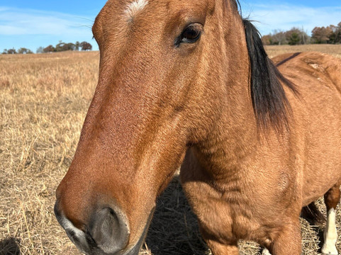 Mowdy Ranch-Coalgate必去景点