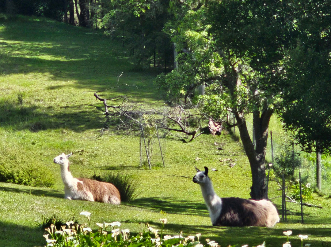 Lilydale to Warburton Rail Trail-Lilydale必去景点