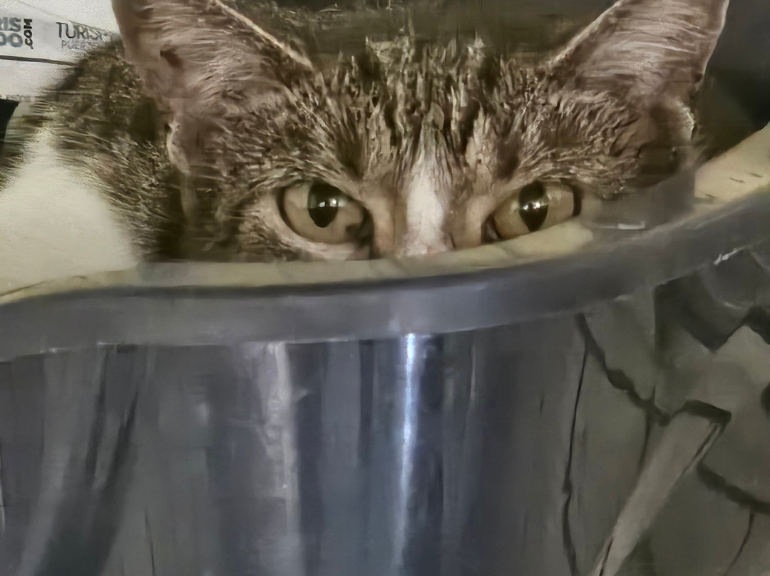 Save A Gato-圣胡安必去景点