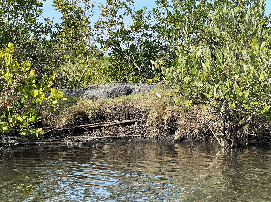 Get Up and Go Kayaking - Titusville景点图片