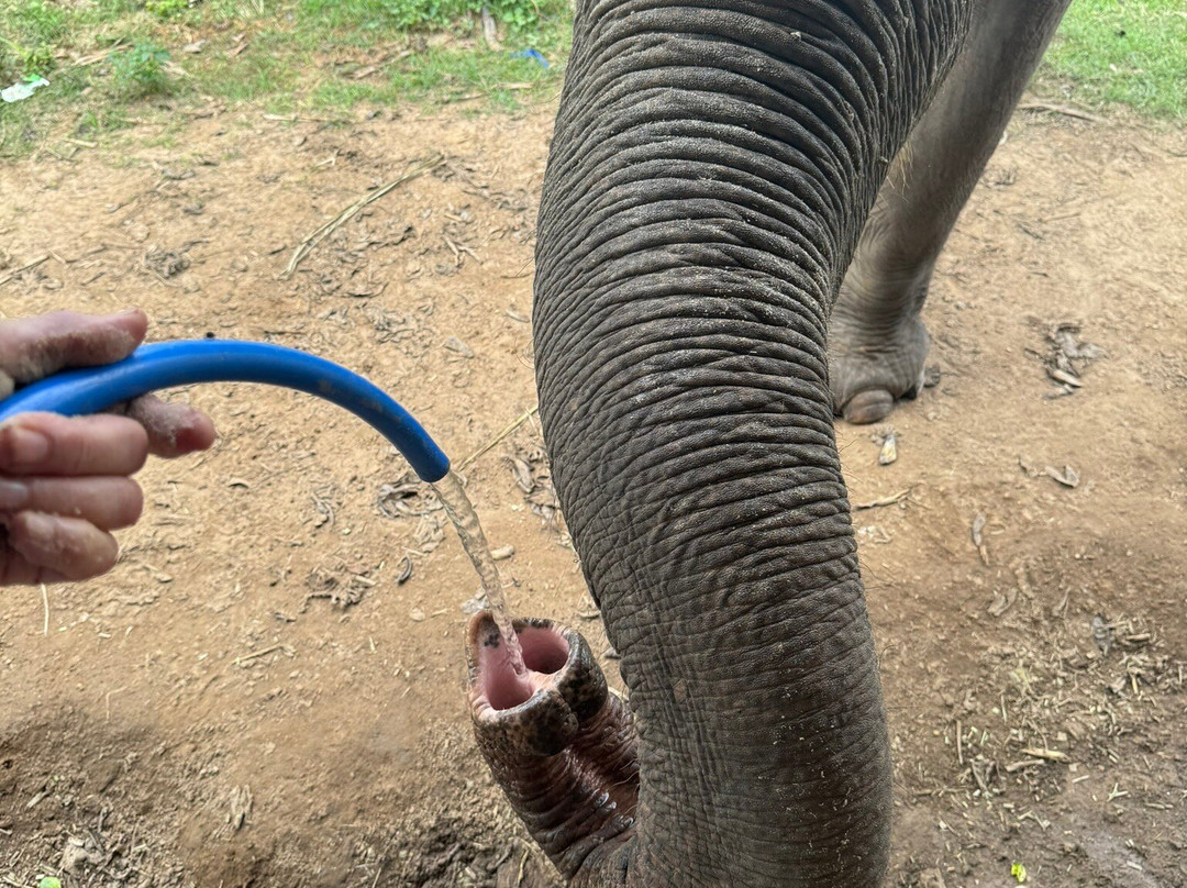 Bangkok Elephant Care Sanctuary景点图片