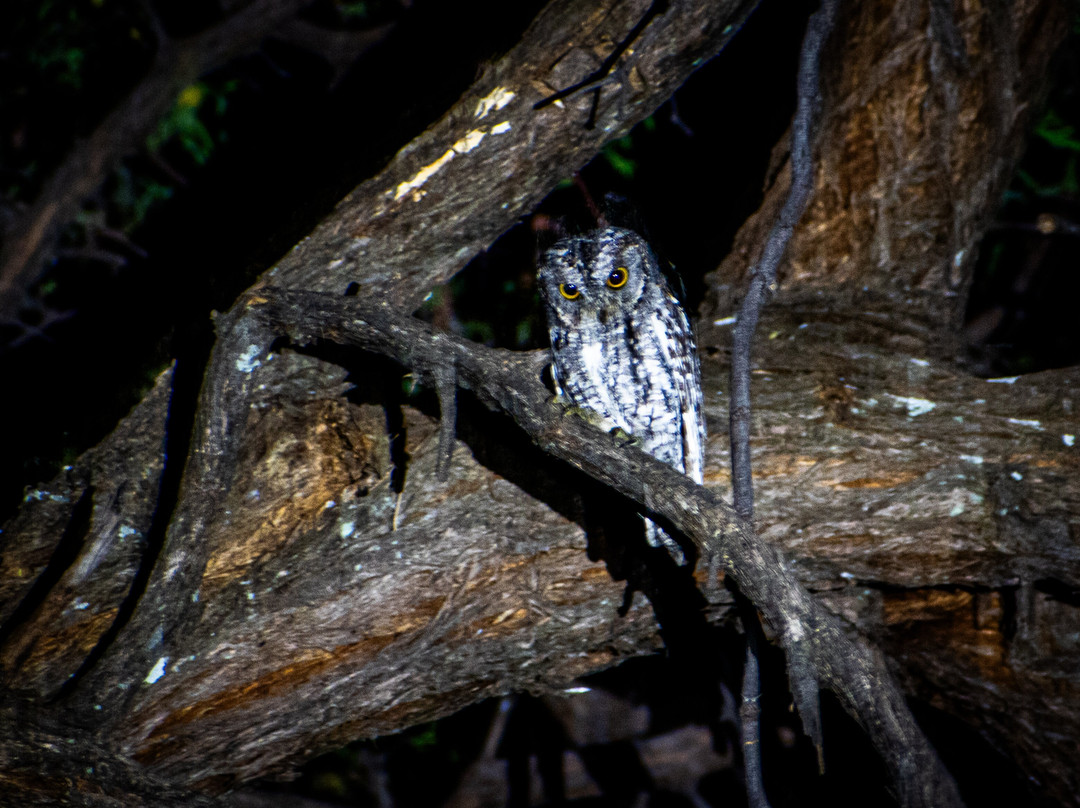 Magotho Camp (Khwai Development Trust)主图