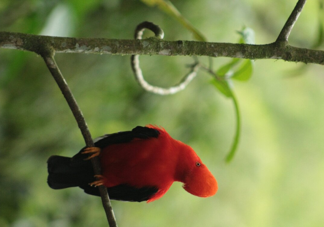 Gallito de Roca Preserve-Jardin必去景点