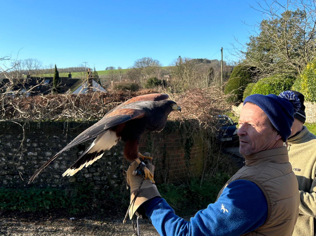 West Sussex Falconry景点图片