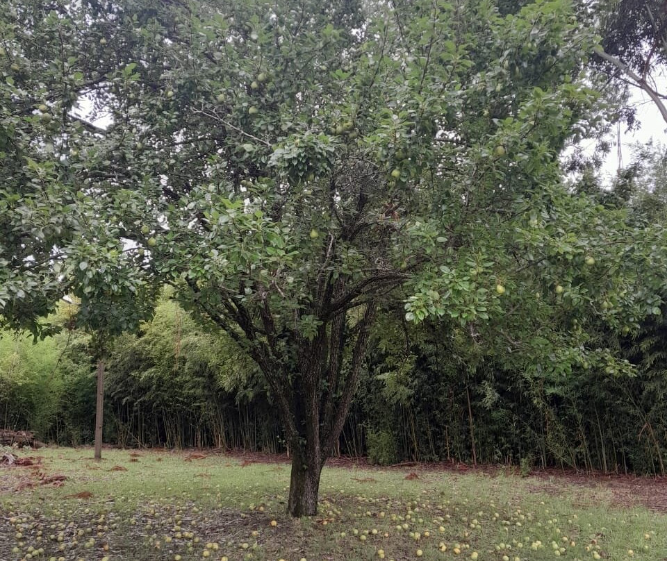 Casa de Davi Canabarro-Santana do Livramento必去景点