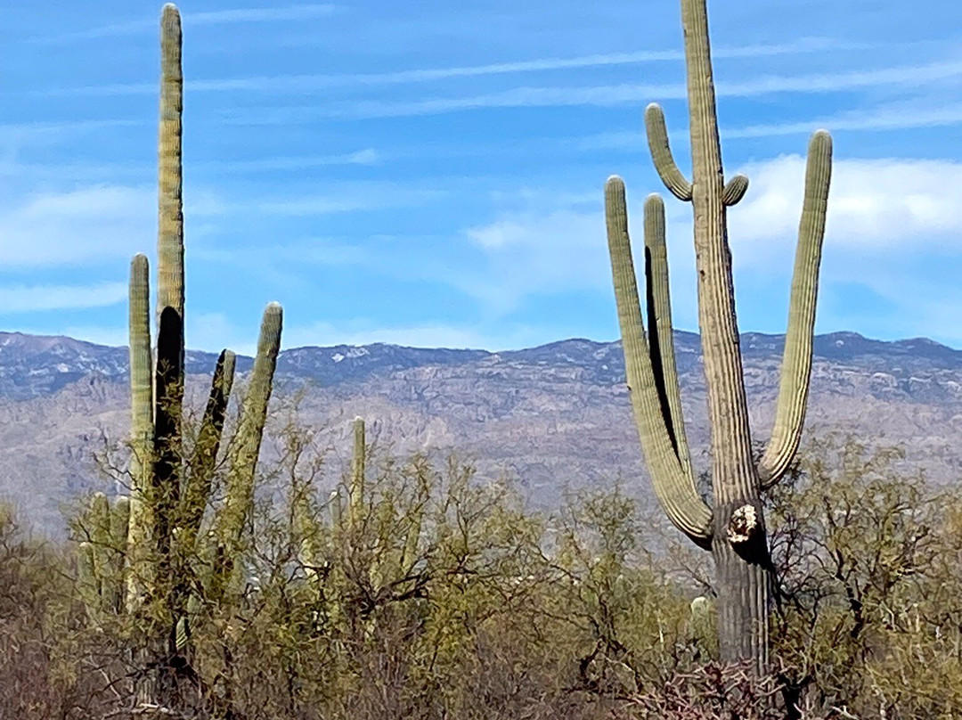 Cactus Forest Drive景点图片