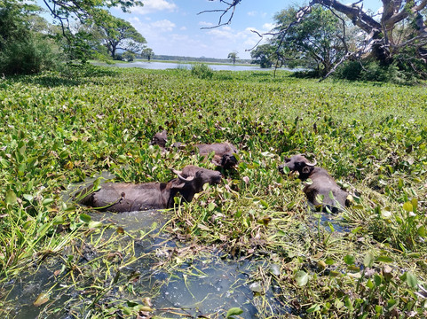 Round Tours SriLanka-加勒必去景点