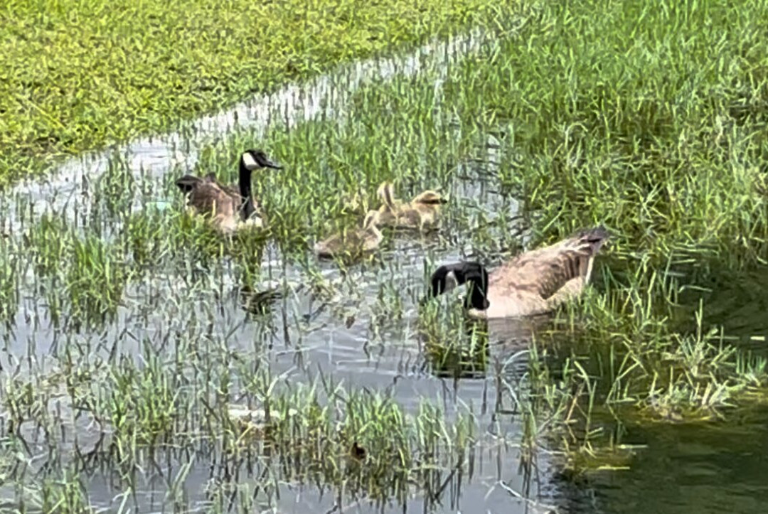 Econo Lodge Cumberland主图