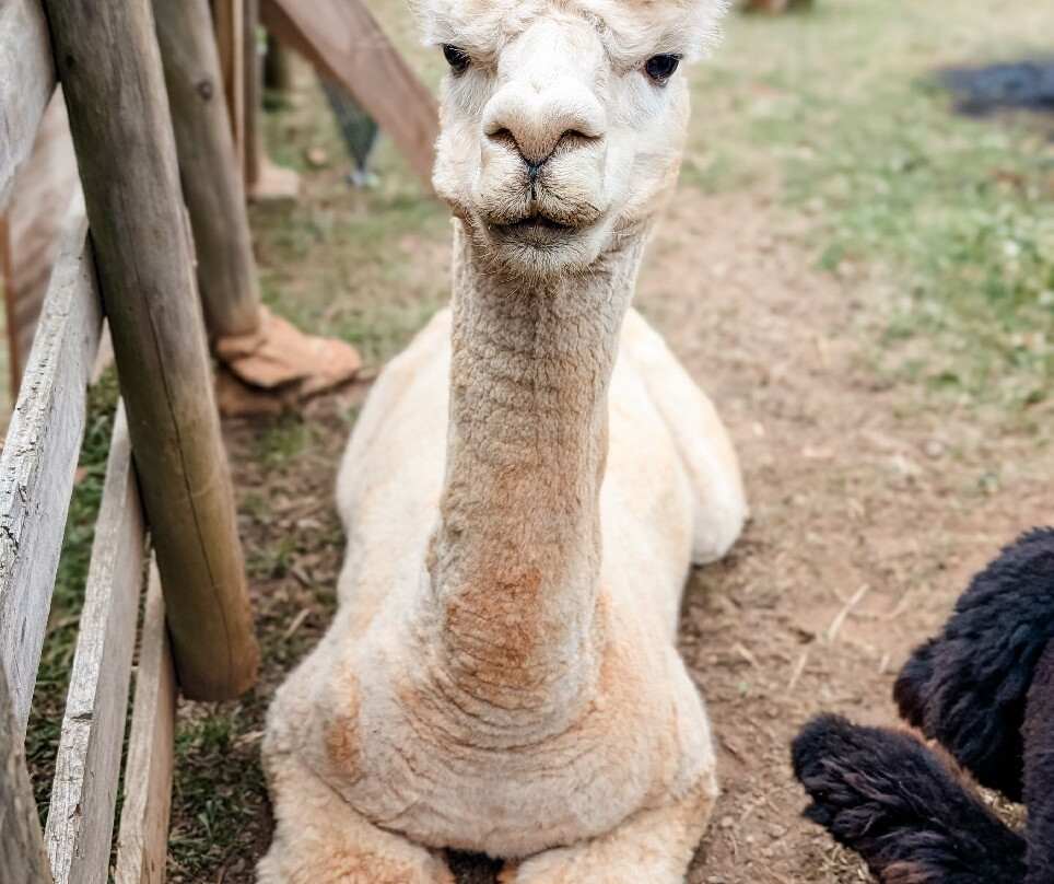 Buddy's Alpaca Farm-Douglasville必去景点