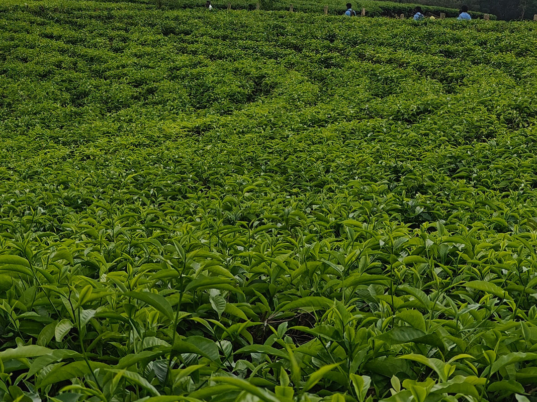 Tea Harvester主图